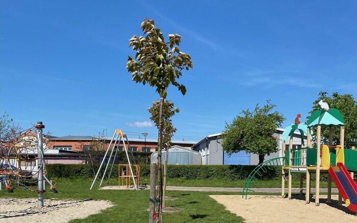 nasadzenia Gowarzewo (2)