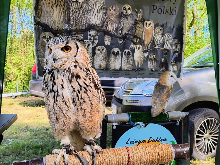 15_sprzątanie_lasu_tuleckiego_fot_AZdobylak
